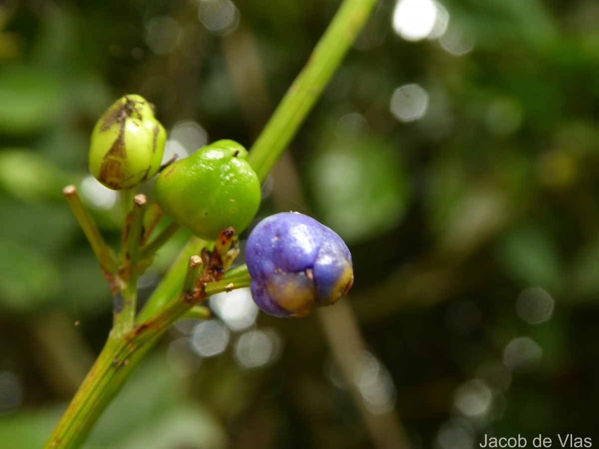 Dianella ensifolia (L.) Redouté
